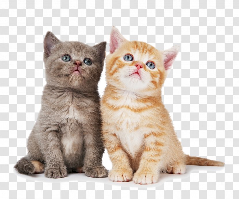 British Shorthair Ragdoll Chartreux Kitten Dog - Snout - Cat Transparent PNG