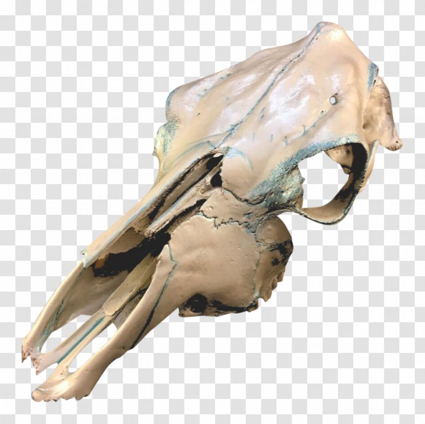 Skull Cattle Human Skeleton Organism - Hm - Hand Painted Transparent PNG