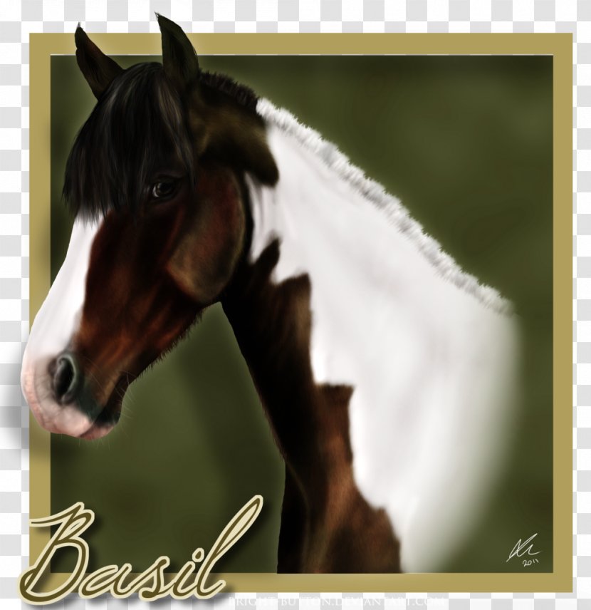 Mustang Stallion Halter Mare Bridle - Horse Transparent PNG