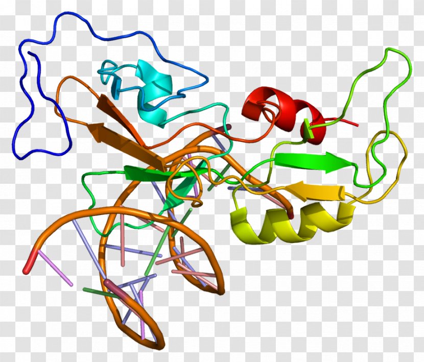 GCM1 DNA-binding Protein Genetic Code - Heart - Flower Transparent PNG