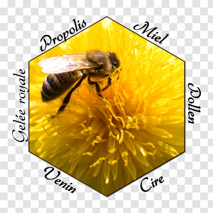 Honey Bee Gruyère District Propolis - Bumblebee Transparent PNG