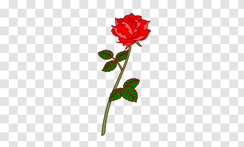 Garden Roses Cut Flowers Floral Design - Flora - Rose Transparent PNG