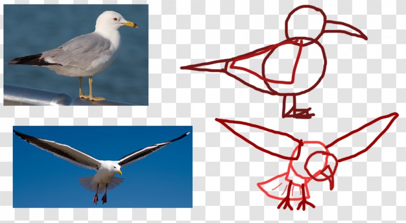 Seabird Gulls Animal Flight - Wildlife - Seagull Transparent PNG