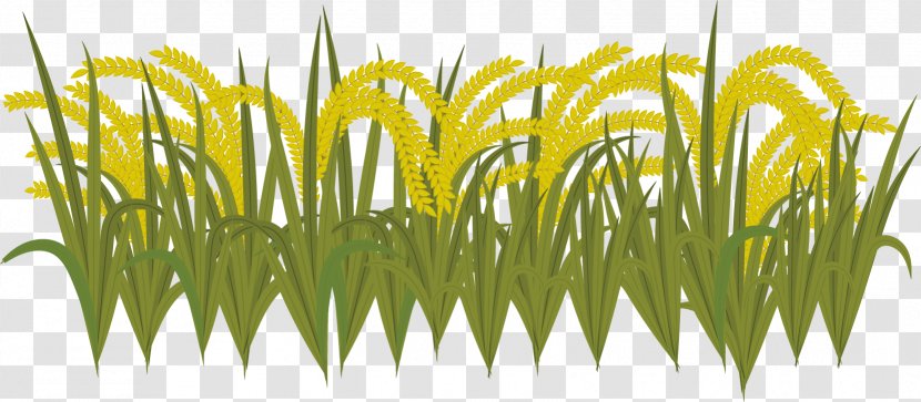 Sweet Grass Yellow Wheatgrass Commodity Plant Stem - Vector Harvest Time Transparent PNG