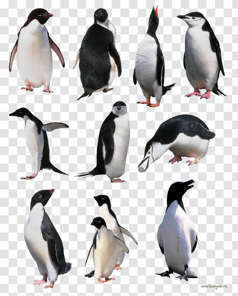 Macaroni Penguin The Picture Of Dorian Gray Books Book - King - Penguins Image Transparent PNG