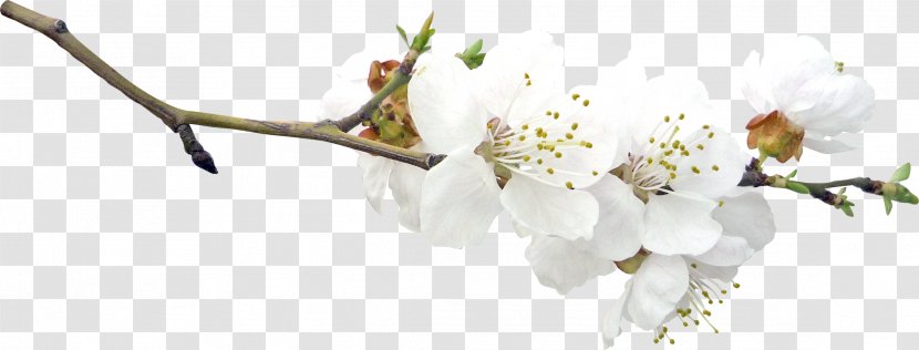 Twig Blossom Branch Fruit Tree - Spring Transparent PNG