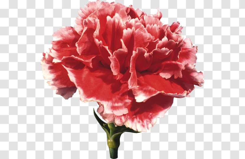 Carnation Cut Flowers Clip Art - Plant - Flower Transparent PNG