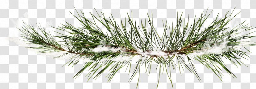 Pine Clip Art Image Christmas Day - Fir - Winter Soccer Transparent PNG