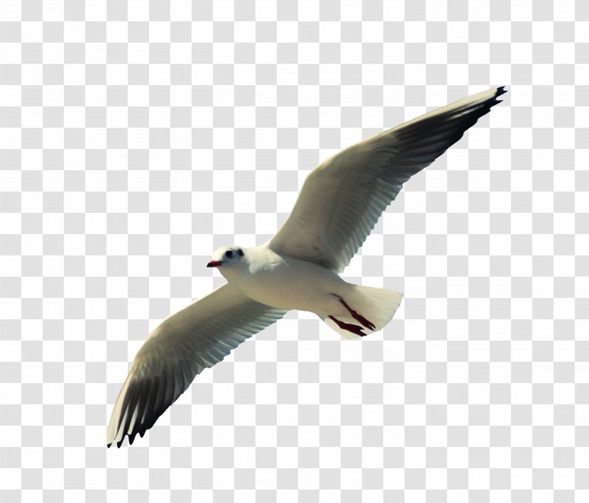 Gulls Water Bird Beak Wing - Seabird - Siberian Gull Transparent PNG