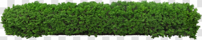 Hedge Shrub Fence Tree Pruning - Grass Transparent PNG