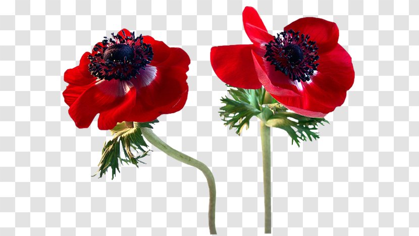 Poppy Flower Clip Art - Cut Flowers Transparent PNG