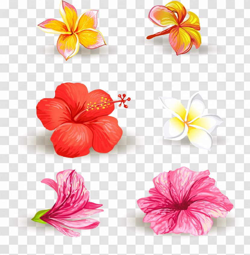 Vector Hand-painted Flowers - Floral Design - Frangipani Transparent PNG