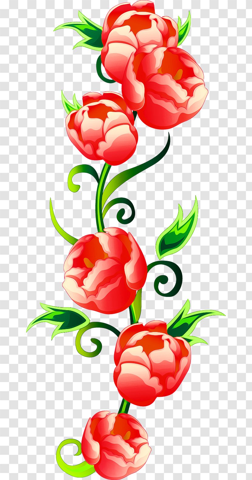 Floral Design Illustration - Photography - Peony Transparent PNG