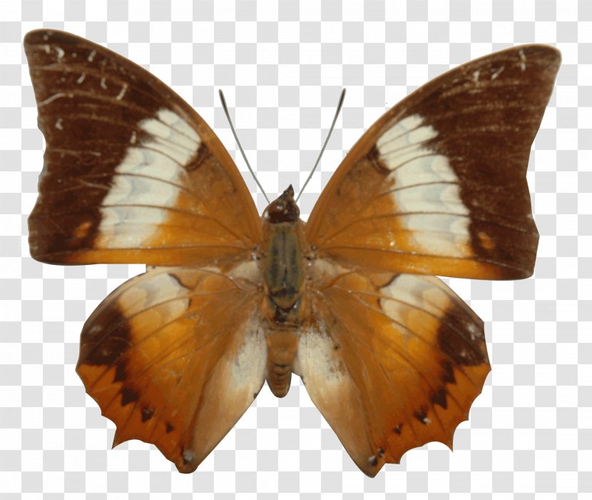 Brush-footed Butterflies Pieridae Gossamer-winged Silkworm Butterfly - Heart Transparent PNG