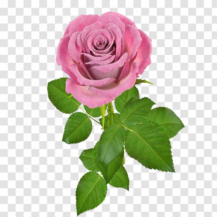 Rose Flower Pink - Bouquet - Rosa Transparent PNG
