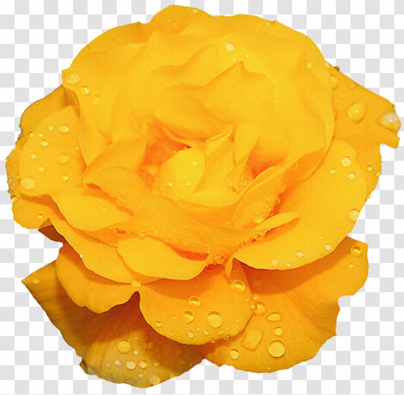 Rose Yellow Flower Photography Transparent PNG