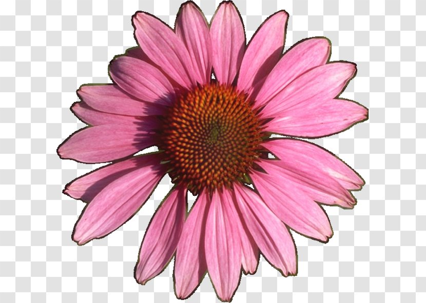 Chrysanthemum Cut Flowers Coneflower Petal Transparent PNG