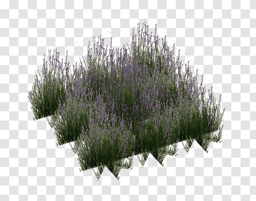 English Lavender Image Download Lawn - Hyssopus - Grass Stain Transparent PNG