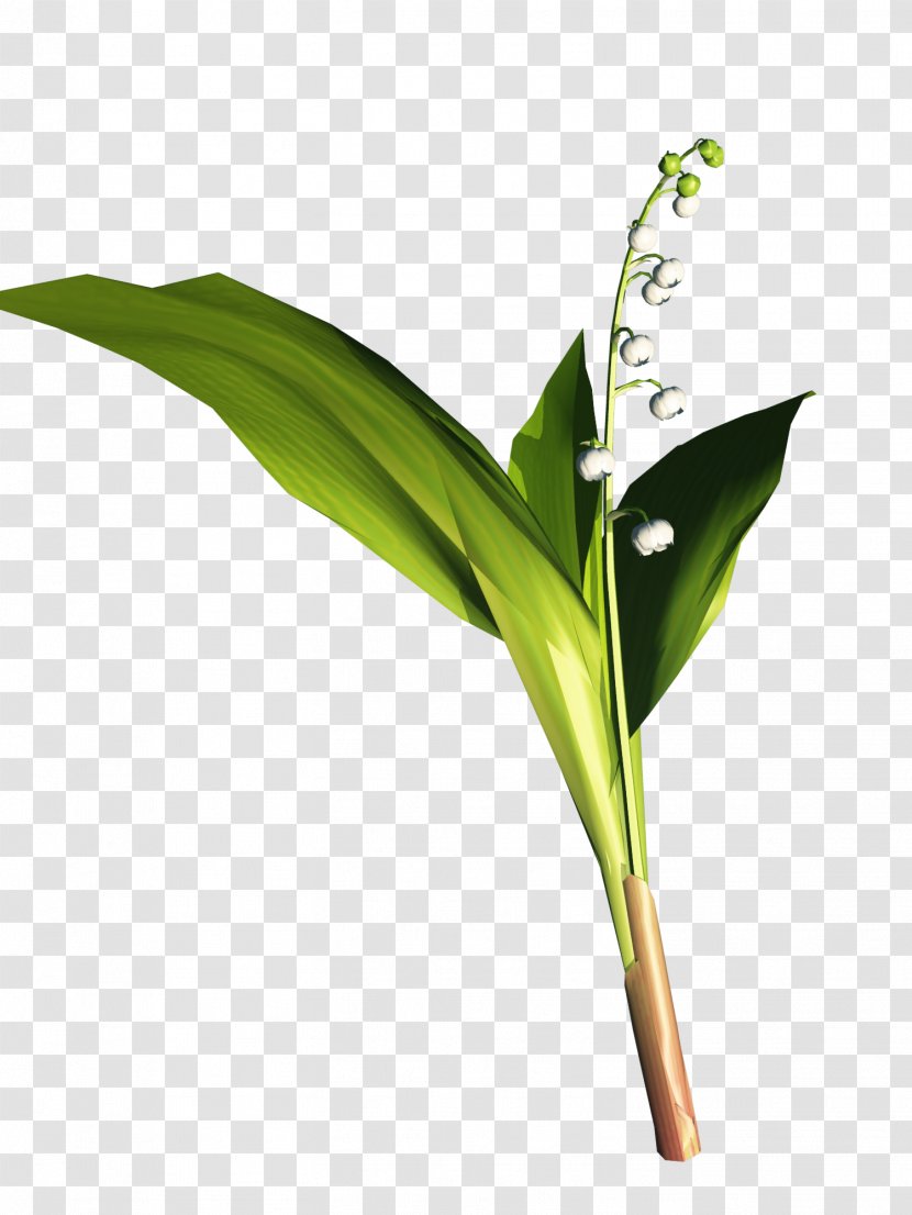 Centerblog Magnolia Lily Of The Valley Plant Stem - Brin Transparent PNG