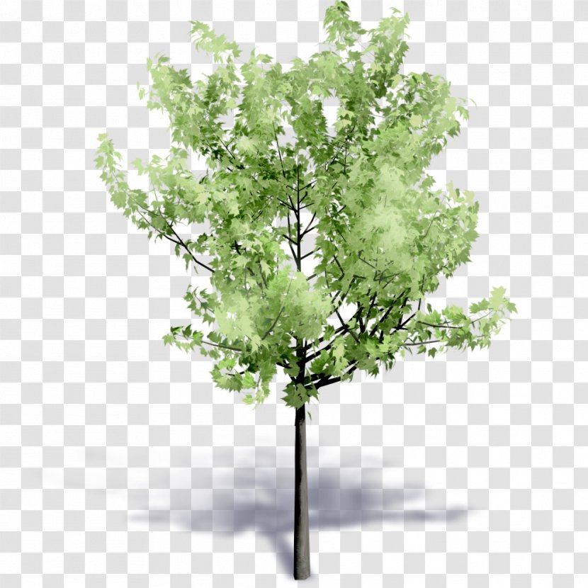 Tree Plant Flower Building Information Modeling - Birch - Watercolor Leaves Transparent PNG