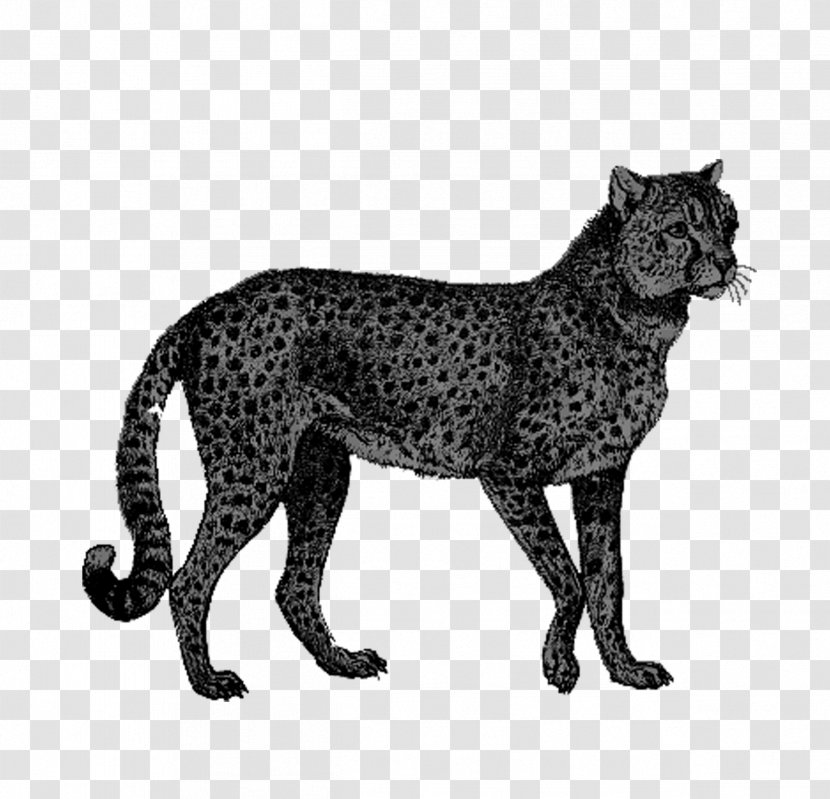 Cheetah African Leopard Lion - Black Transparent PNG