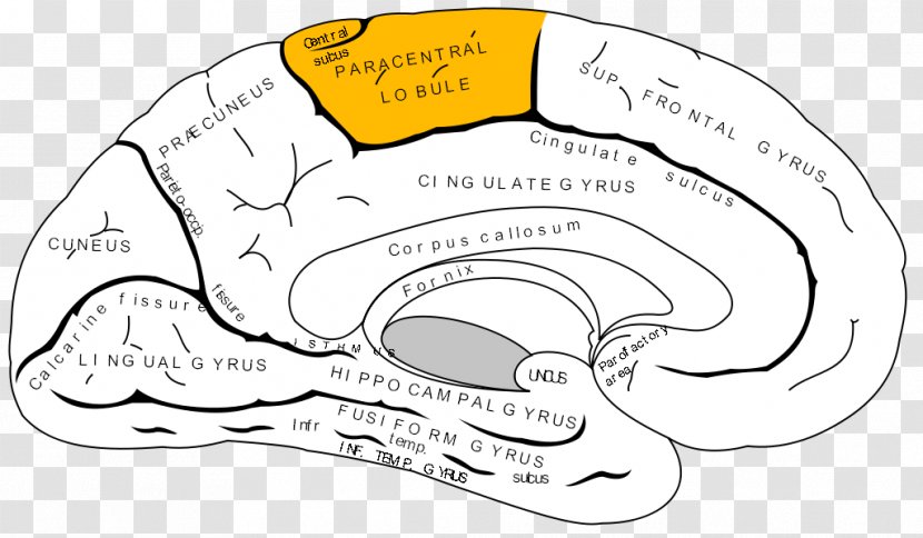 Paracentral Lobule Lobes Of The Brain Temporal Lobe Occipital Frontal - Silhouette Transparent PNG