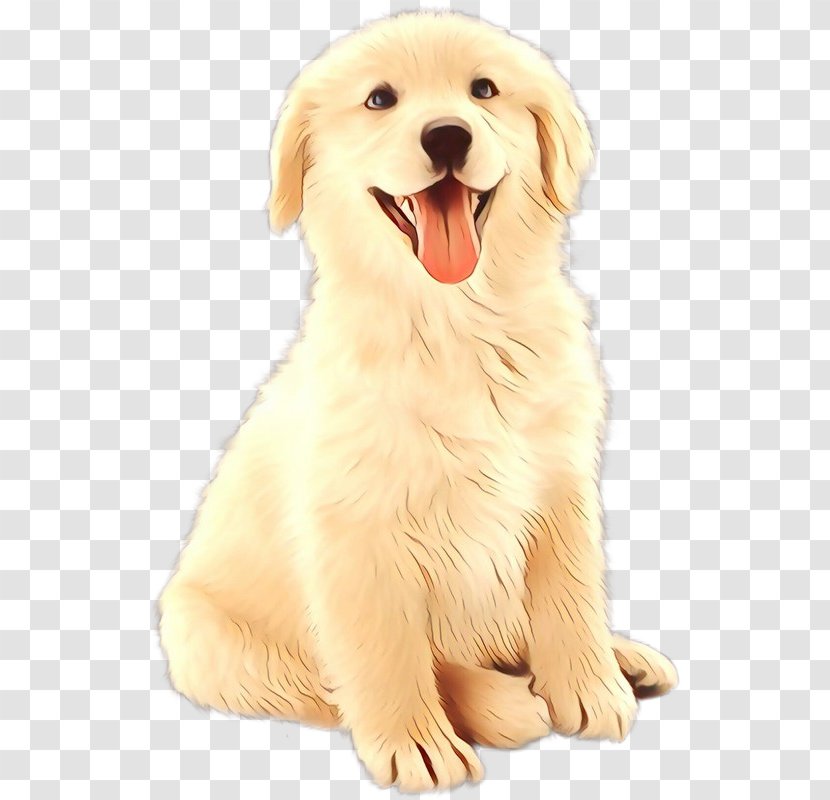 Golden Retriever Puppy Ancient Dog Breeds Companion - Kuvasz - Breed Transparent PNG