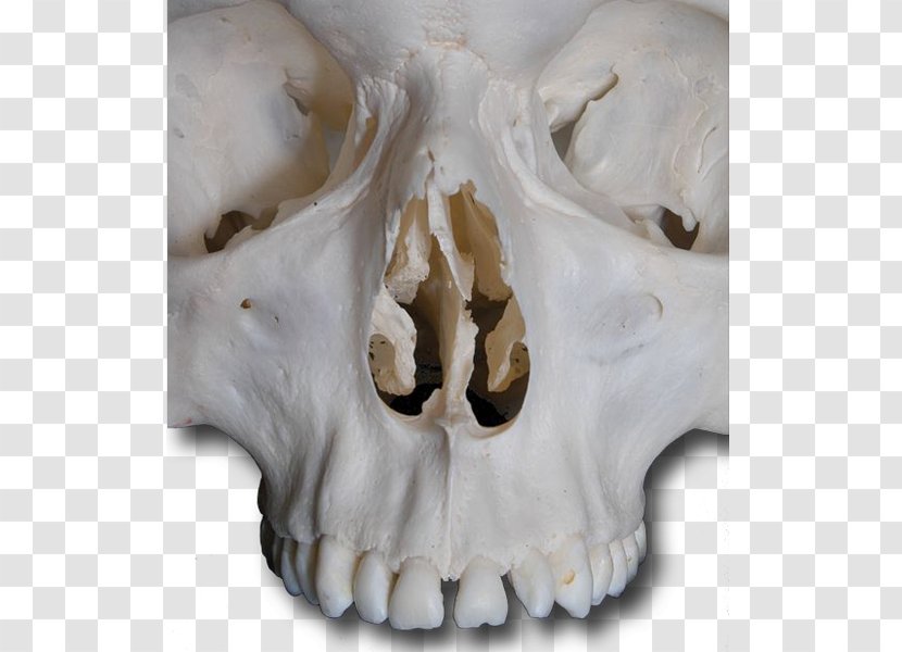 Skull - Jaw Transparent PNG