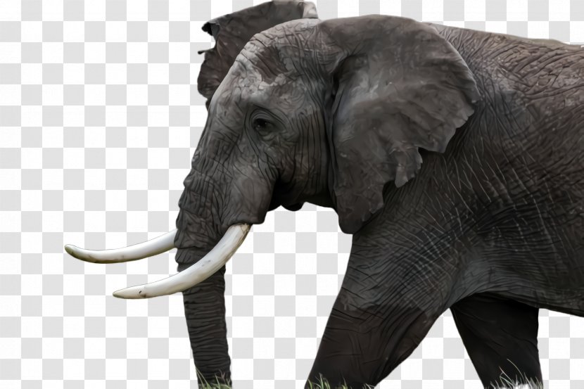 Indian Elephant - Animal Figure Snout Transparent PNG