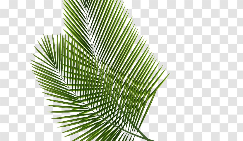 Cartoon Palm Tree - Yellow Fir - Flower Red Pine Transparent PNG