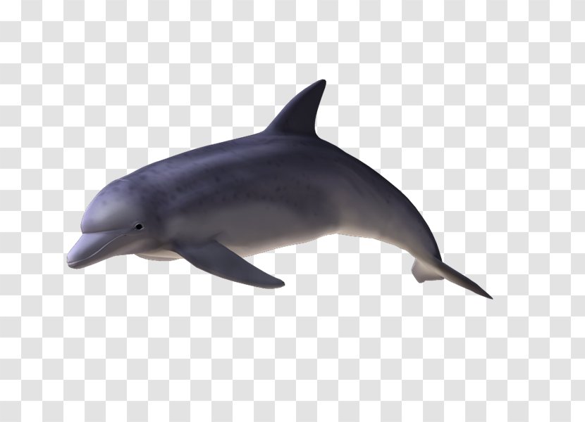 Spinner Dolphin Common Bottlenose Short-beaked Tucuxi Rough-toothed - Wildlife - Delfines Transparent PNG