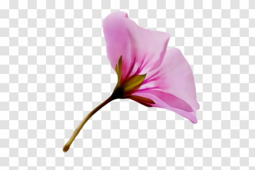 Flower Flowering Plant Petal Pink - Stem Morning Glory Transparent PNG