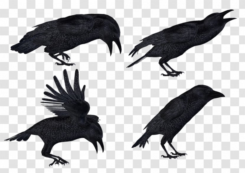 Common Raven Clip Art - Pixel - Flying Crow Transparent PNG