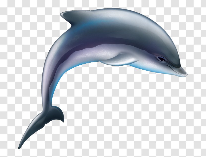Common Bottlenose Dolphin Tucuxi Wholphin Short-beaked Rough-toothed - Marine Biology - Cartoon Transparent PNG
