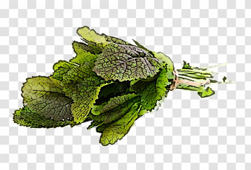 Plant Vegetable Leaf Flower - Food Herb Transparent PNG