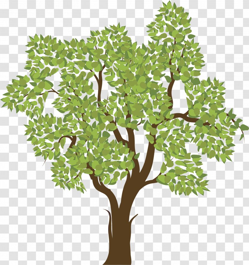 Tree Woody Plant Twig - Plane Trees Transparent PNG