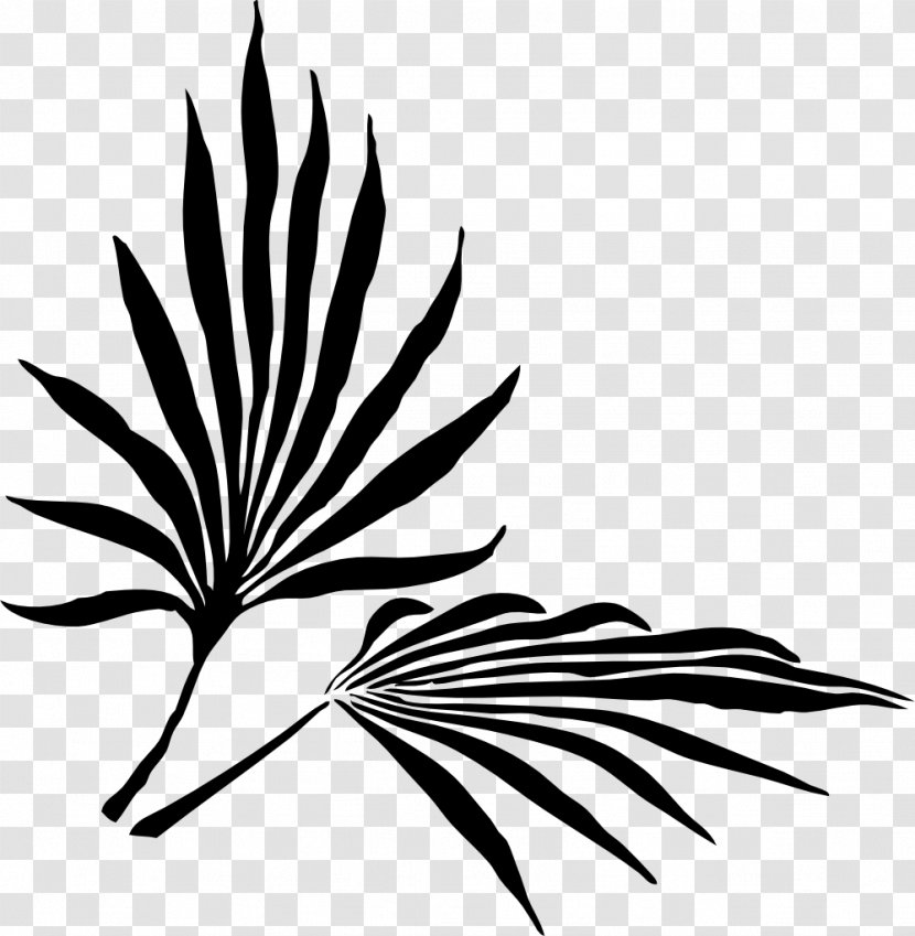 Palm Branch Frond Arecaceae Clip Art - Wing - Mojito Transparent PNG