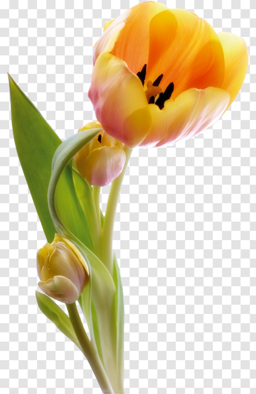 Morning Good Desktop Wallpaper Monday - Flowering Plant - Tulip Transparent PNG