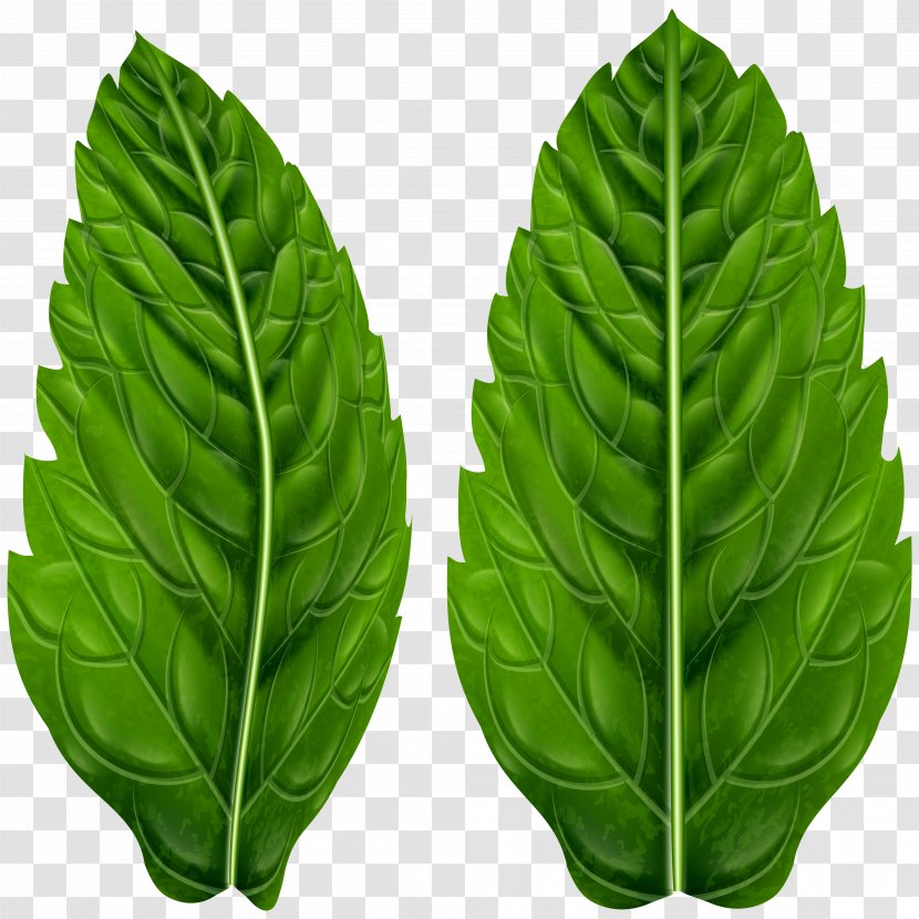 Clip Art Vector Graphics Image Illustration - Leaf Vegetable - Elements Summer Arecaceae Transparent PNG