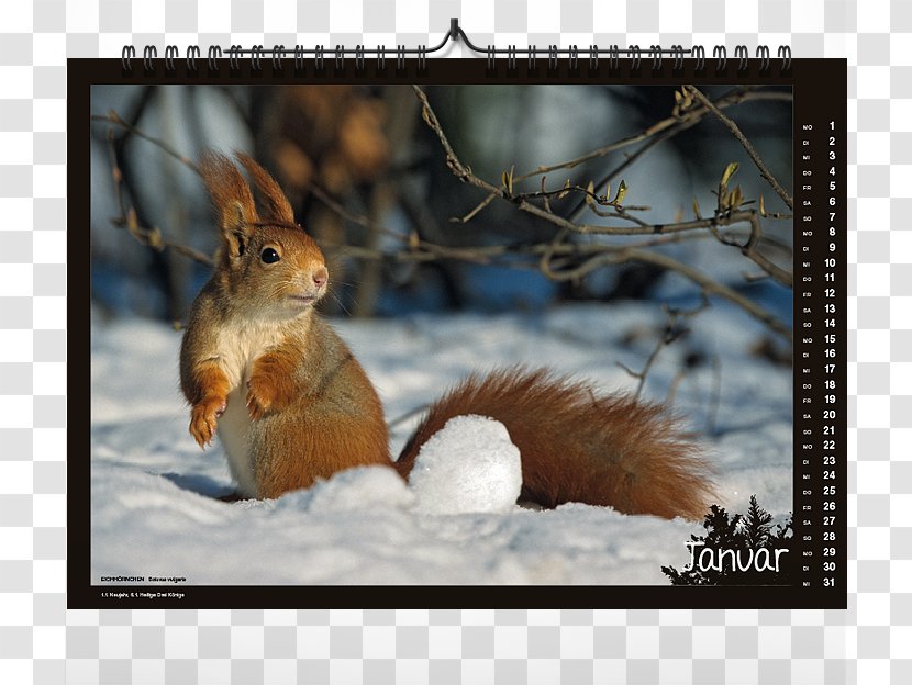 American Red Squirrel Western Gray Chipmunk - Kalender 2018 Indonesia Transparent PNG