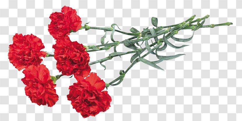 Carnation Flower Bouquet Garden Roses Cut Flowers - Arranging Transparent PNG