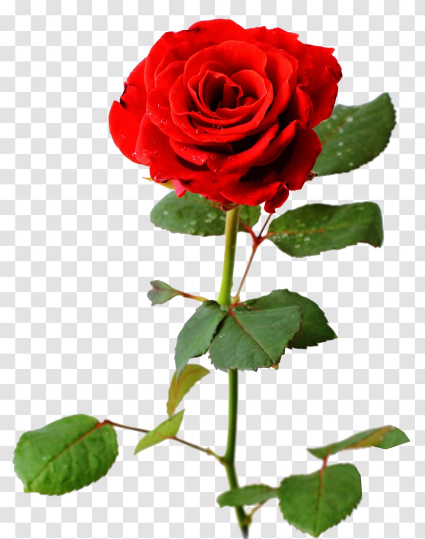 Desktop Wallpaper Rose Flower Bouquet - Rosa Centifolia Transparent PNG