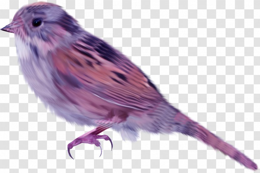 House Sparrow Bird - Emberizidae - Purple Birds Transparent PNG