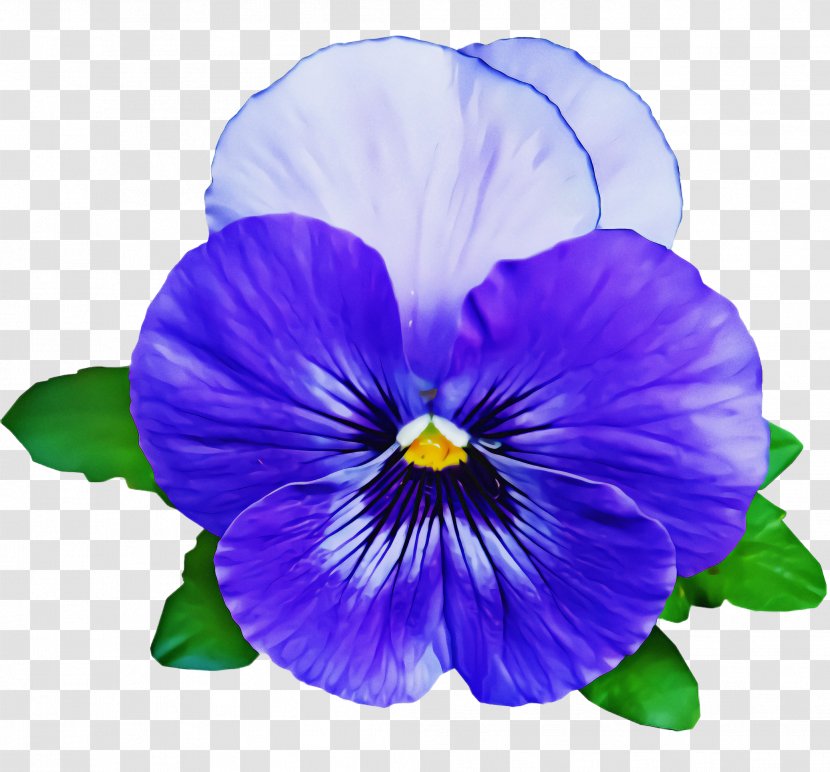 Flower Violet Petal Pansy Purple - Family Viola Transparent PNG