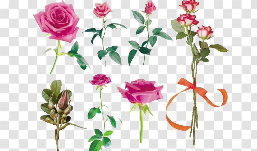 Garden Roses Still Life: Pink Centifolia Beach Rose - Flowering Plant - Set Transparent PNG