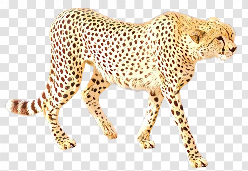 Cheetah Leopard Jaguar Cat Tiger - Animal - Snout African Transparent PNG