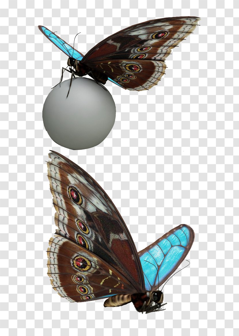 Butterfly Toy Moth - Data Transparent PNG