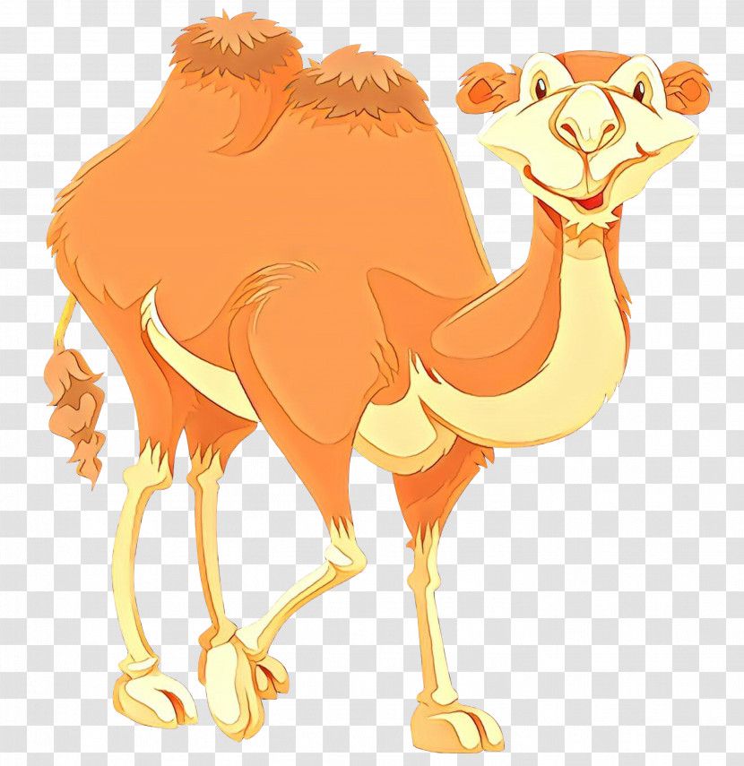 Camel Arabian Camel Camelid Ostrich Bactrian Camel Transparent PNG