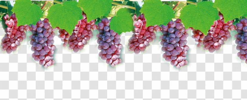 Grape Juice Computer File - Vecteur Transparent PNG