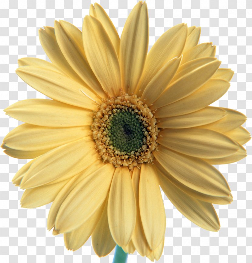 Flower Desktop Wallpaper Puttur City Hospital - Daisy - Sunflower Transparent PNG